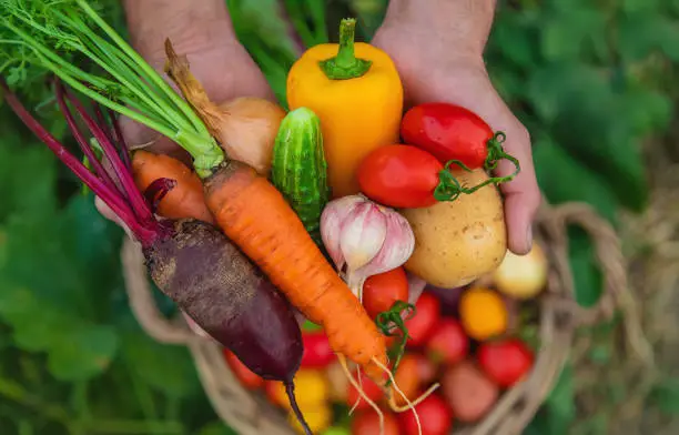 Vegetable Plants